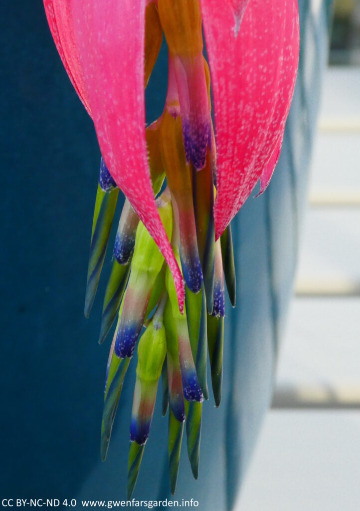 A focus on the end of the flower with the tepals, none of which have opened yet.