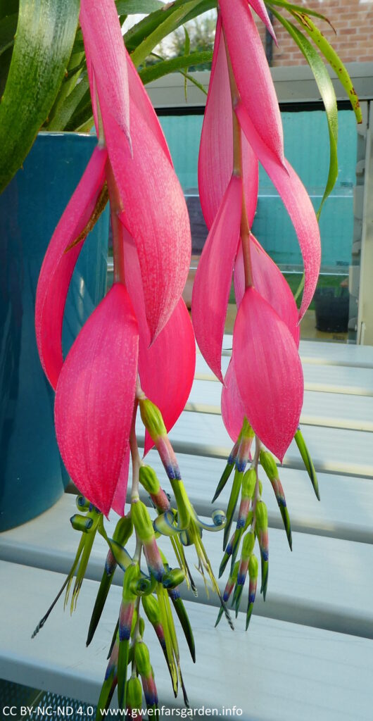 A focus on just the pink flowers and the green-purple tepals. As the tepals develop, they curl up and look very cute.