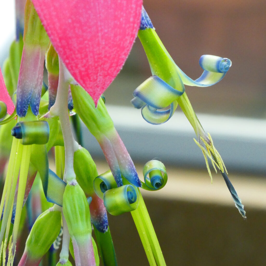 Focusing just of the tepals and you can see the detail of the curling with the purple-blue edging, and then the pistils & stamens extending out further again.