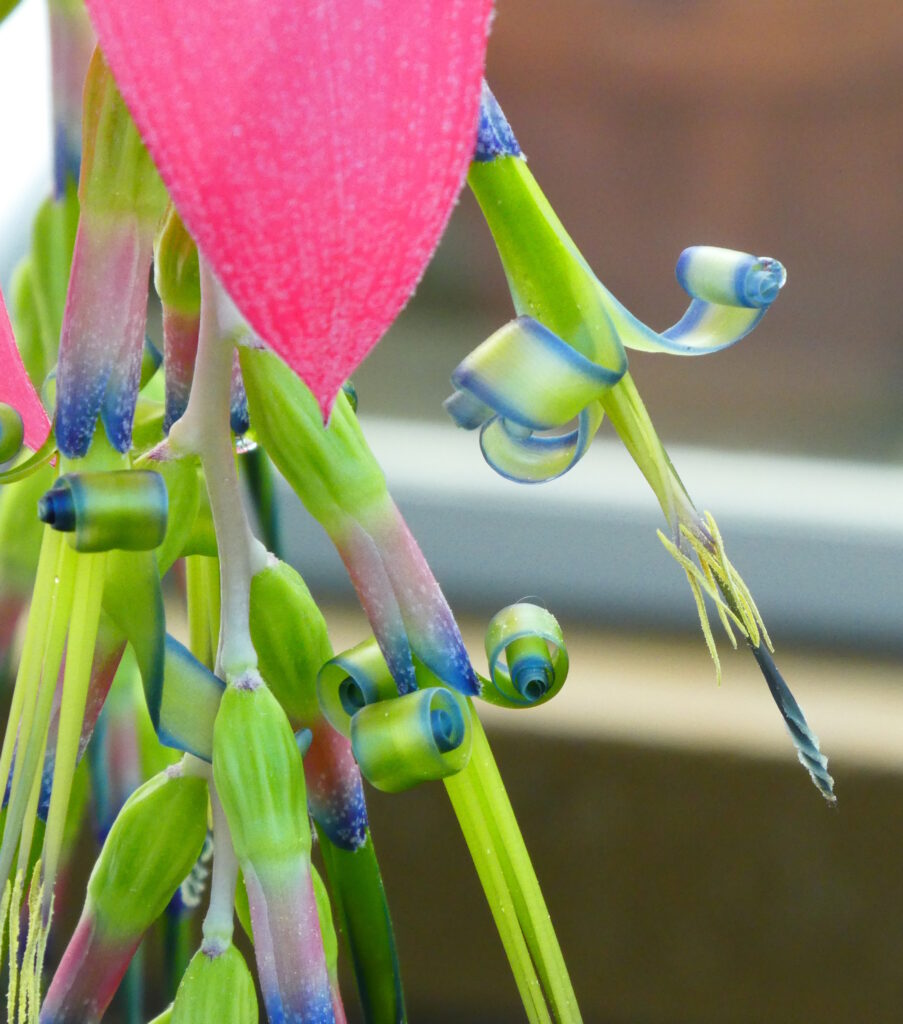 Focusing just of the tepals and you can see the detail of the curling with the purple-blue edging, and then the pistils & stamens extending out further again.