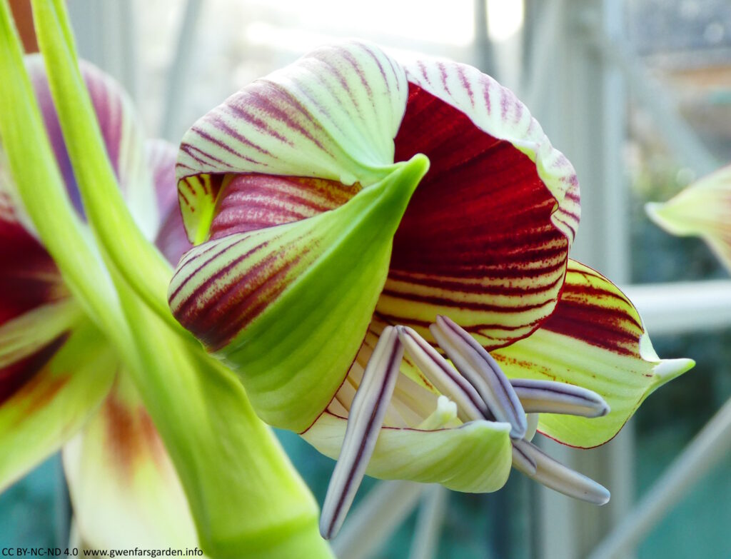 An emerging flower, which is mostly still closed, by you can see the long pistils and stamens reaching out. The stamens are 4 long and thin 'buds' that are purple and white. You can only just see the white tip of the single pistol.