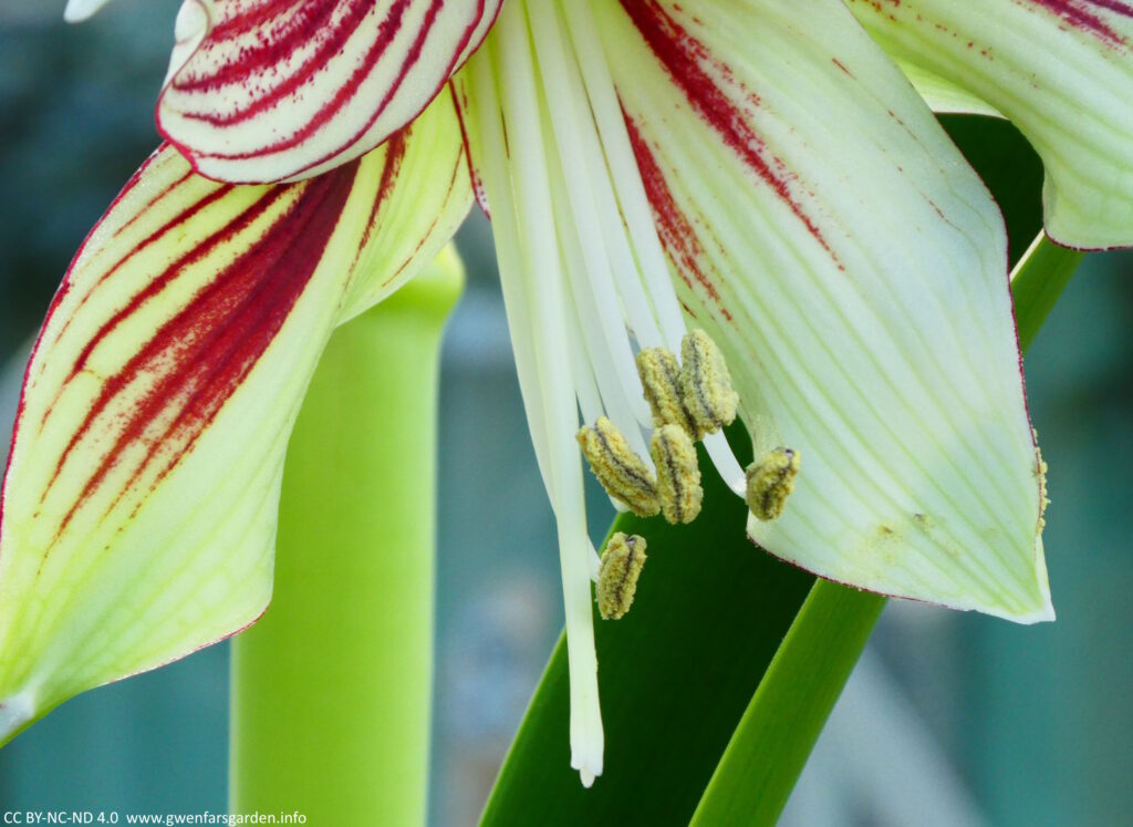 At this stage the stamens have shrunk with to a small bean like shape, with the pollen entirely exposed. The single pistol is now longer than the stamens.