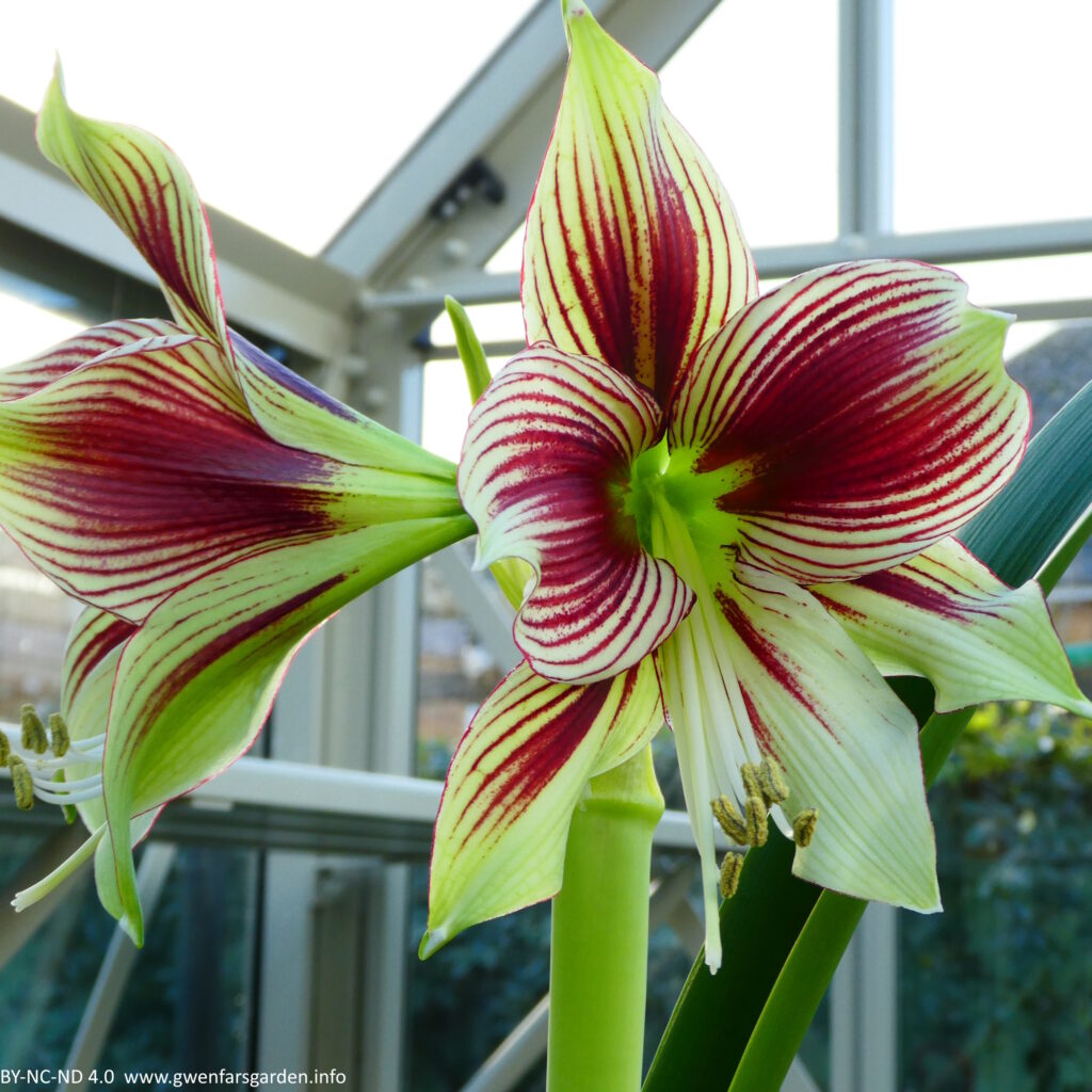 Two very large flowers (bigger than my hand) facing off opposite sides of the large central stem. The colours are faded to lime green, with strong dark red markings running along the ridges on the petals, making it look stripy, except in the middle where the colour has joined up. It's a fabulous flower and wants us to know it.