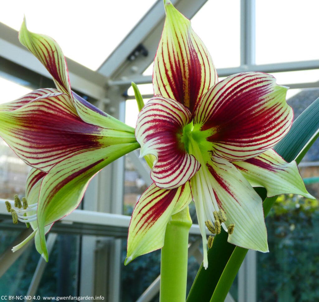 Two very large flowers (bigger than my hand) facing off opposite sides of the large central stem. The colours are faded to lime green, with strong dark red markings running along the ridges on the petals, making it look stripy, except in the middle where the colour has joined up. It's a fabulous flower and wants us to know it.