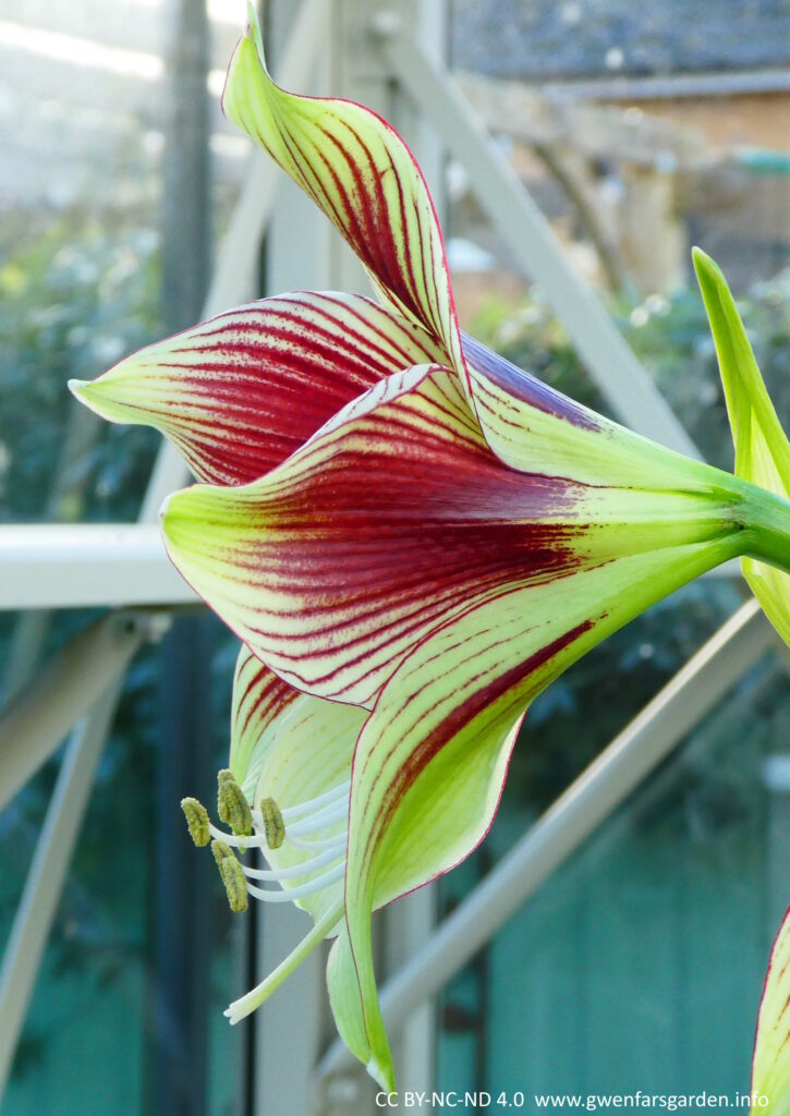 A view of the side and back of the large flower. The back is much more lime green, then as the petals come out you can see the dark red colour of the petals coming through.