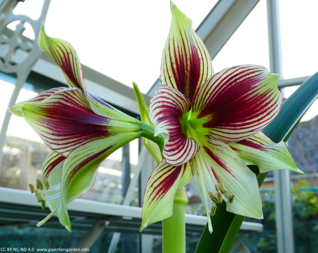 Two very large flowers (bigger than my hand) facing off opposite sides of the large central stem. The colours are faded to lime green, with strong dark red markings running along the ridges on the petals, making it look stripy, except in the middle where the colour has joined up. It's a fabulous flower and wants us to know it.