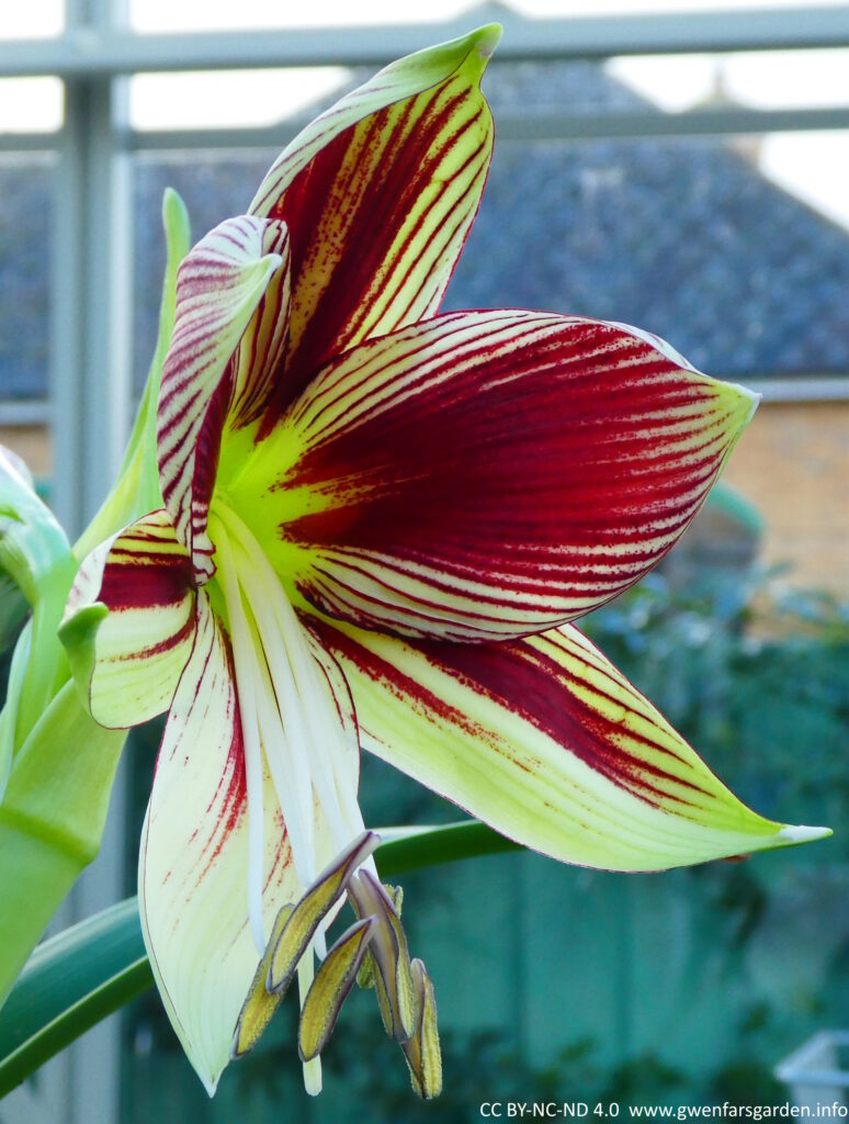 Focusing on one flower, which is now almost fully open and you can see the ridged dark red markings very clearly.