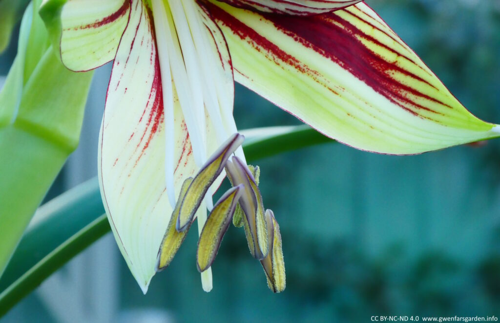 The flower is out fully, but the focus is on the pistols and stamens. The stamens have opened up and reveal the yellow pollen inside. The single pistil is a very faded green to white.