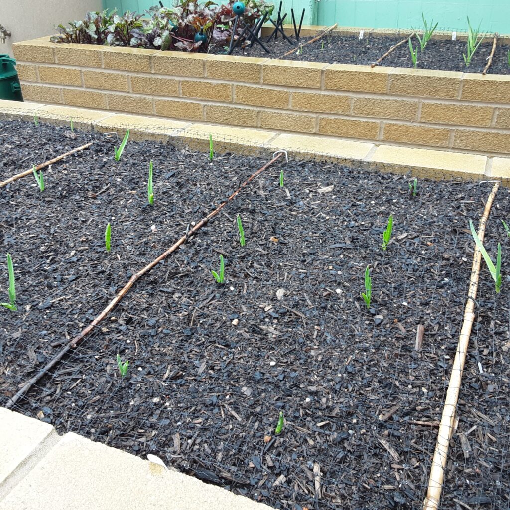 A couple of brick raised beds ,and you can see the green shoots of this seasons garlic coming up.
