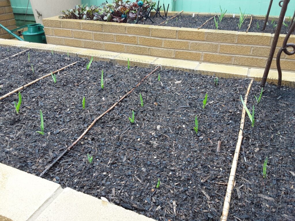 A couple of brick raised beds ,and you can see the green shoots of this seasons garlic coming up.