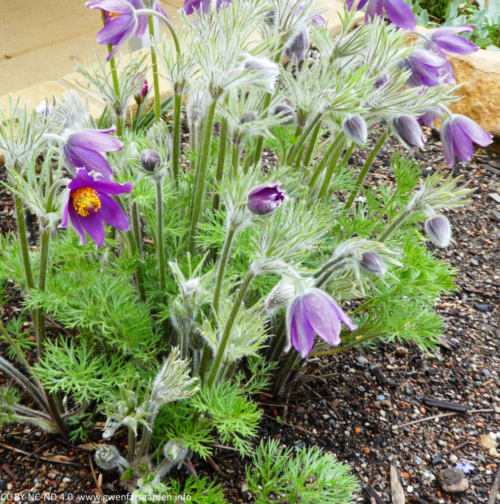 A clump of the purple flowers in different stages of the flowers opening.