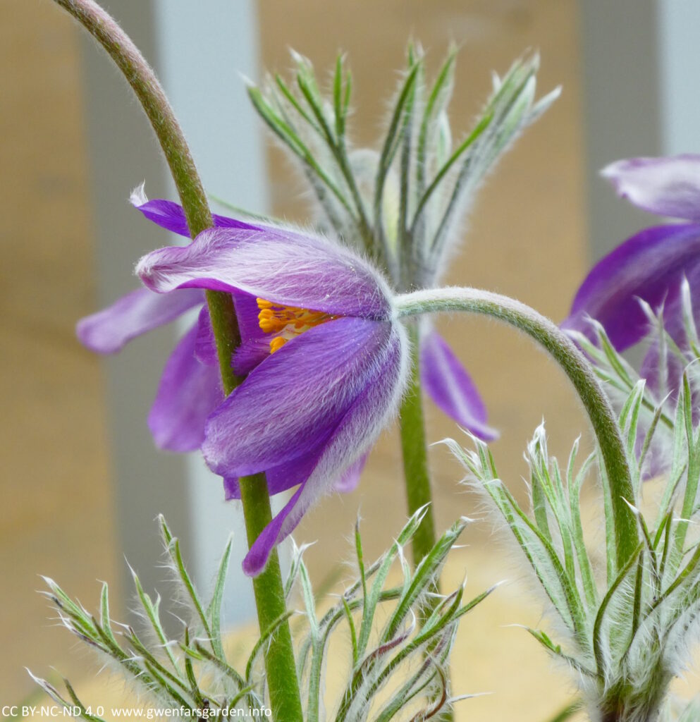 Looking at the back of the purple petals, with the fine white hairs covering this side of the flower.
