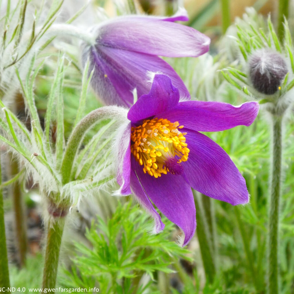 Looking slightly from the side, a purple hairy bell-shaped flower with orange stamens and purple pistols. It's a very soft tactile plant that you want to stroke like a cat!