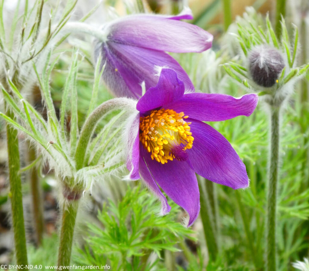 Looking slightly from the side, a purple hairy bell-shaped flower with orange stamens and purple pistols. It's a very soft tactile plant that you want to stroke like a cat!