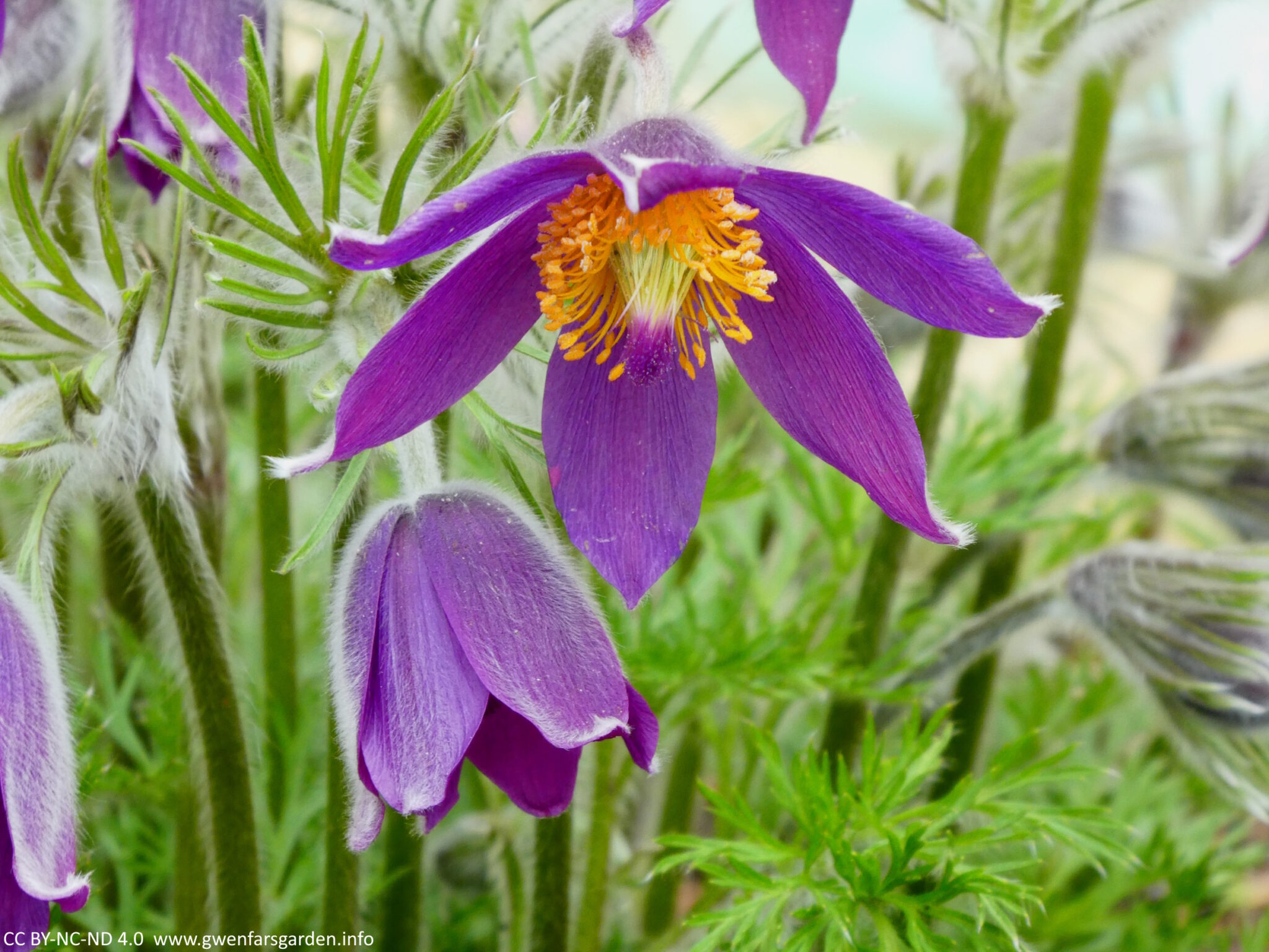 A purple hairy bell-shaped flower with orange stamens and purple pistols. One flower is open but you can see that the unopened flower underneath it has soft white hairs, as are the stems and leaves of the flower.