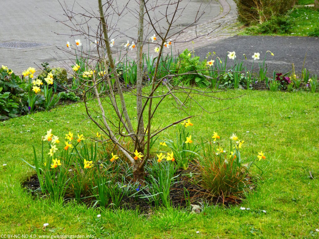The Acer Griseum tree in the middle of the front garden, with different daffodils flowering underneath, amongst some orange-green grasses.