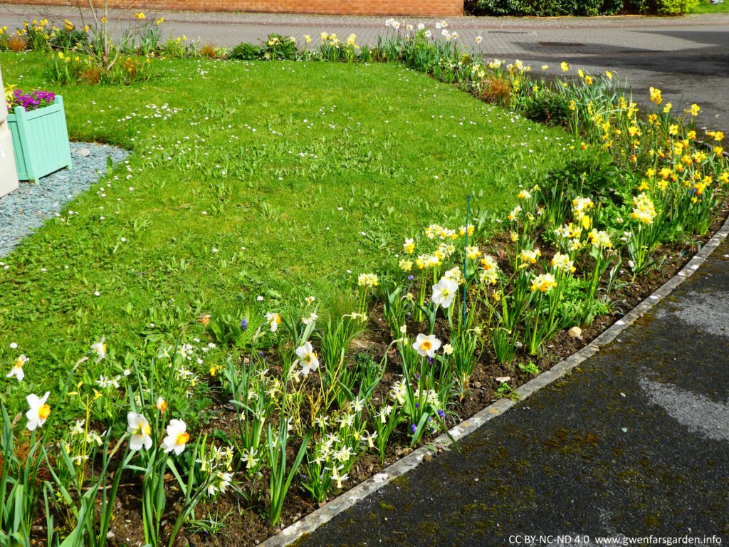 Parts of the long border filled with daffodil flowers. The border is 19m long and borders both the footpath and our neighbours driveway.