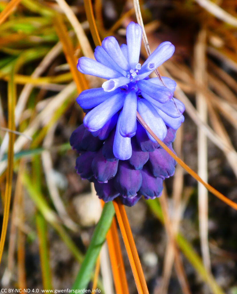 A two-toned Muscari Latifolium flower. The petals are like tubes, with top part is a light blue, and the rest a strong blue-purple colour.