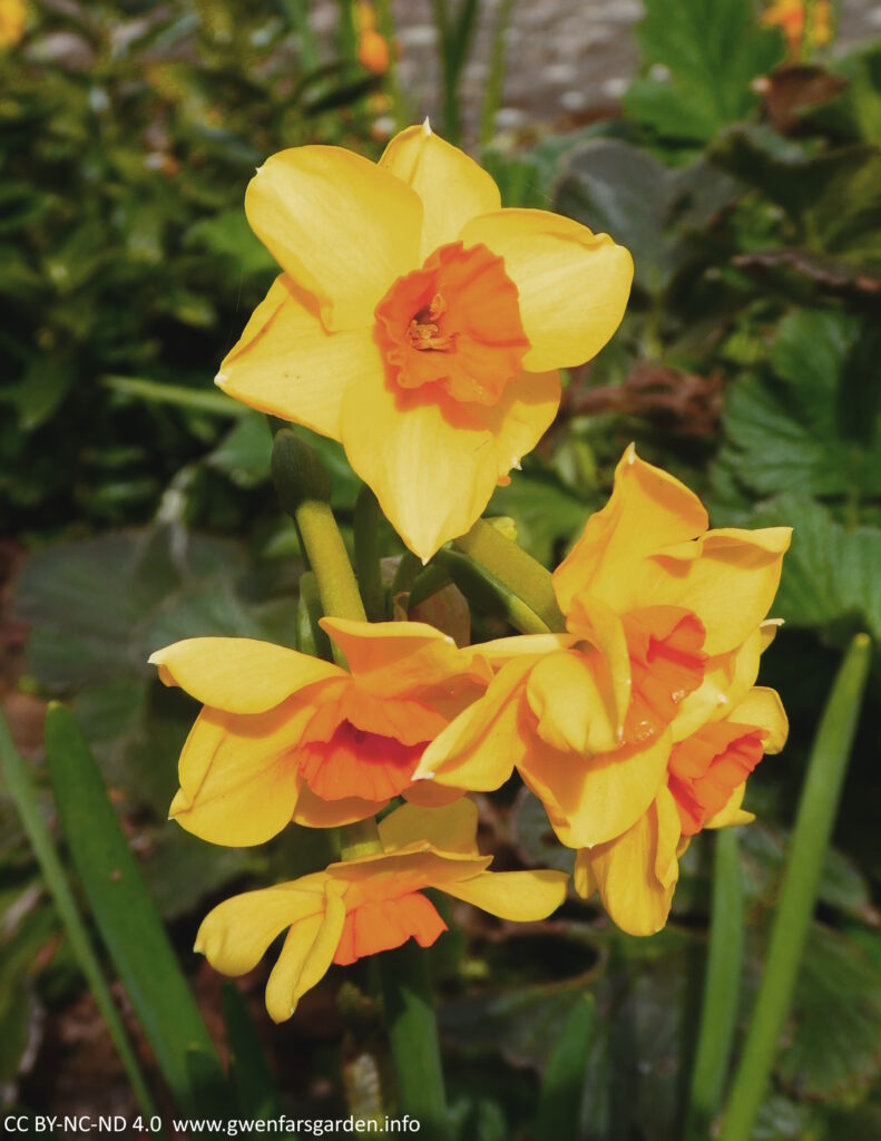 Several small star-shaped N. Falconet daffodil flowers. The petals are a warm yellow and the trumpets bright orange.