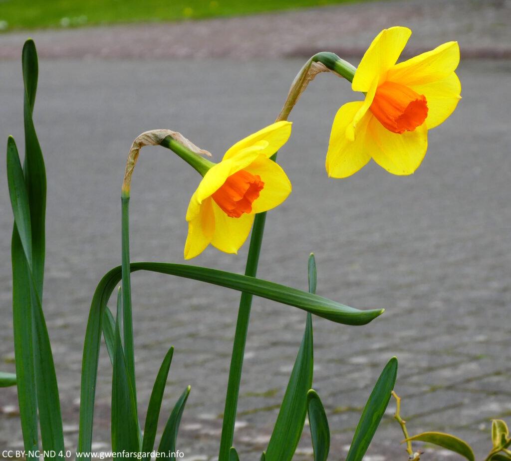 Two N. Fortune daffodil flowers. These have very bright forward facing yellow petals, and a strong orange trumpet.