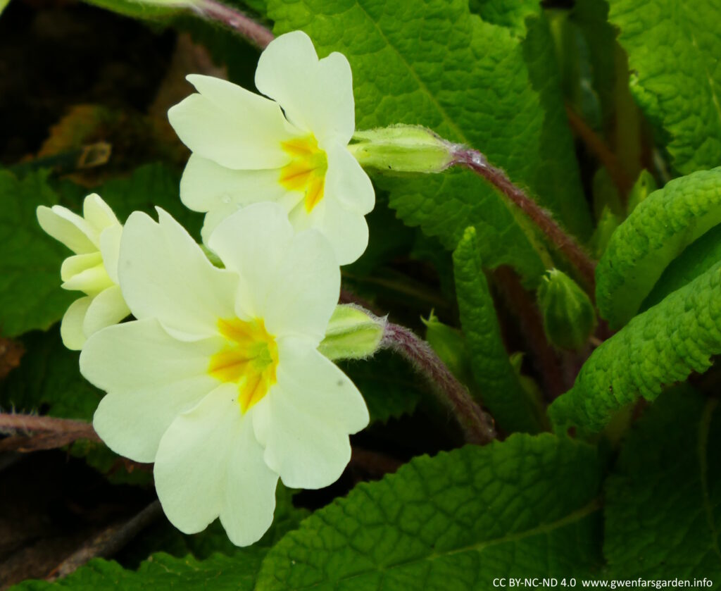 A couple of Primula vulgaris flowers from a side angle. They have pale yellow petals that are strong yellow in the middle.