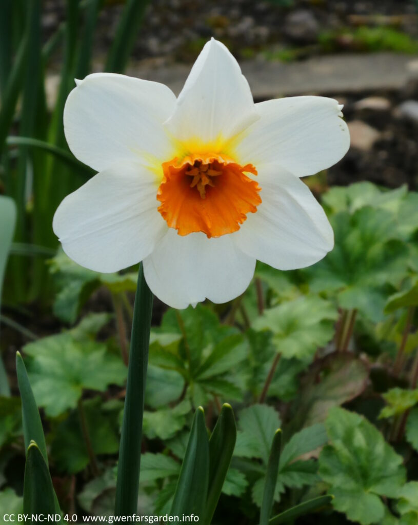 A single large white N Barret Browning daffidol flower. It has white petals and a very strong orange trumpet.
