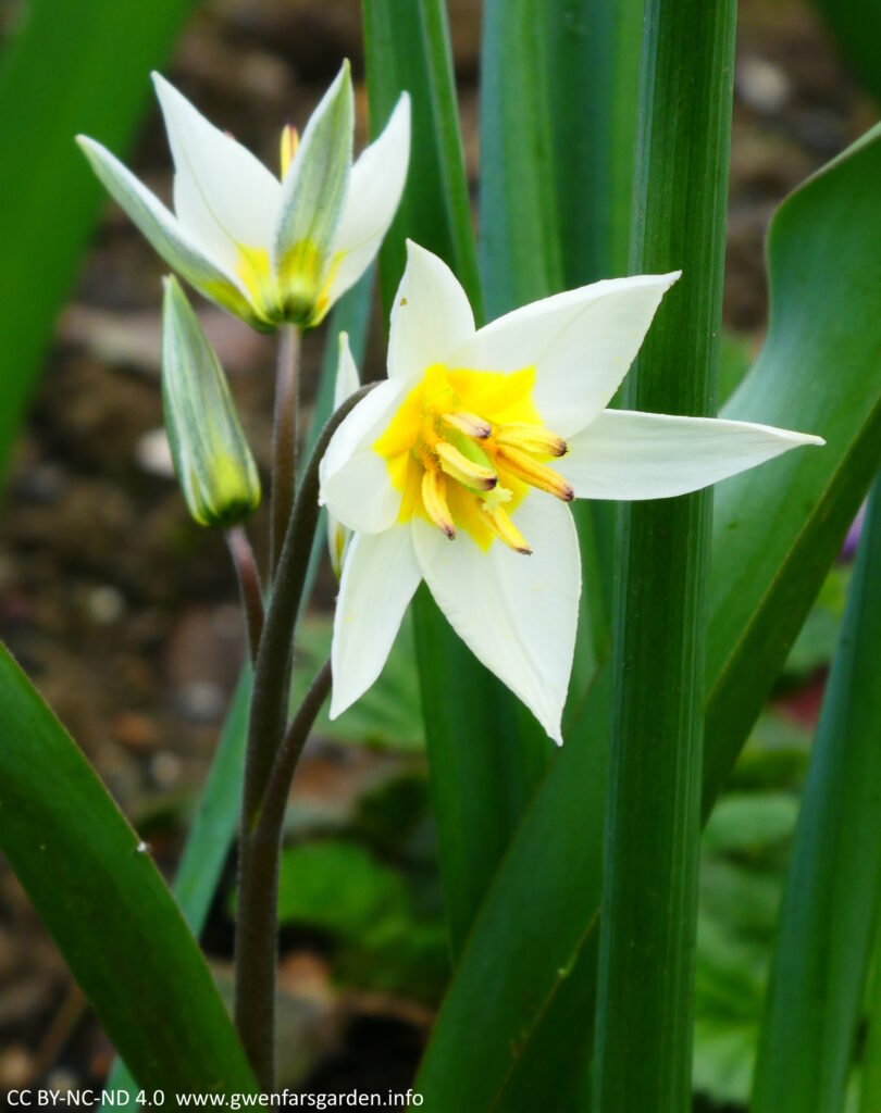 A species tulip, T. Turkestanica, flower. It's petals are star-shaped and forward facing, the stamens are yellow with black tips, and the pistol is green with a yellow tip.