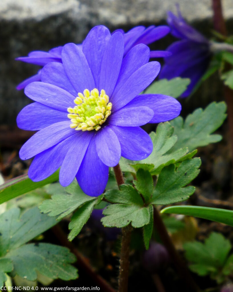 A small blue Anemone Blanda Blue flower, with blue petals and yellow pistols and stamens in the middle.