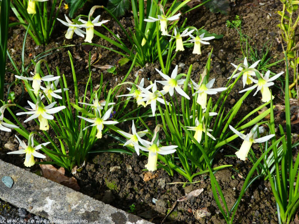 A group of the white and yellow N. Jack Snipe Daffodils.