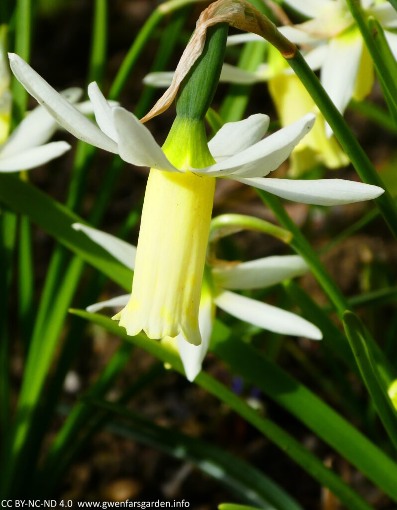 A small nodding daffodil, N. Jack Snipe, with white star shaped petals flushed back, and a long yellow trumpet.