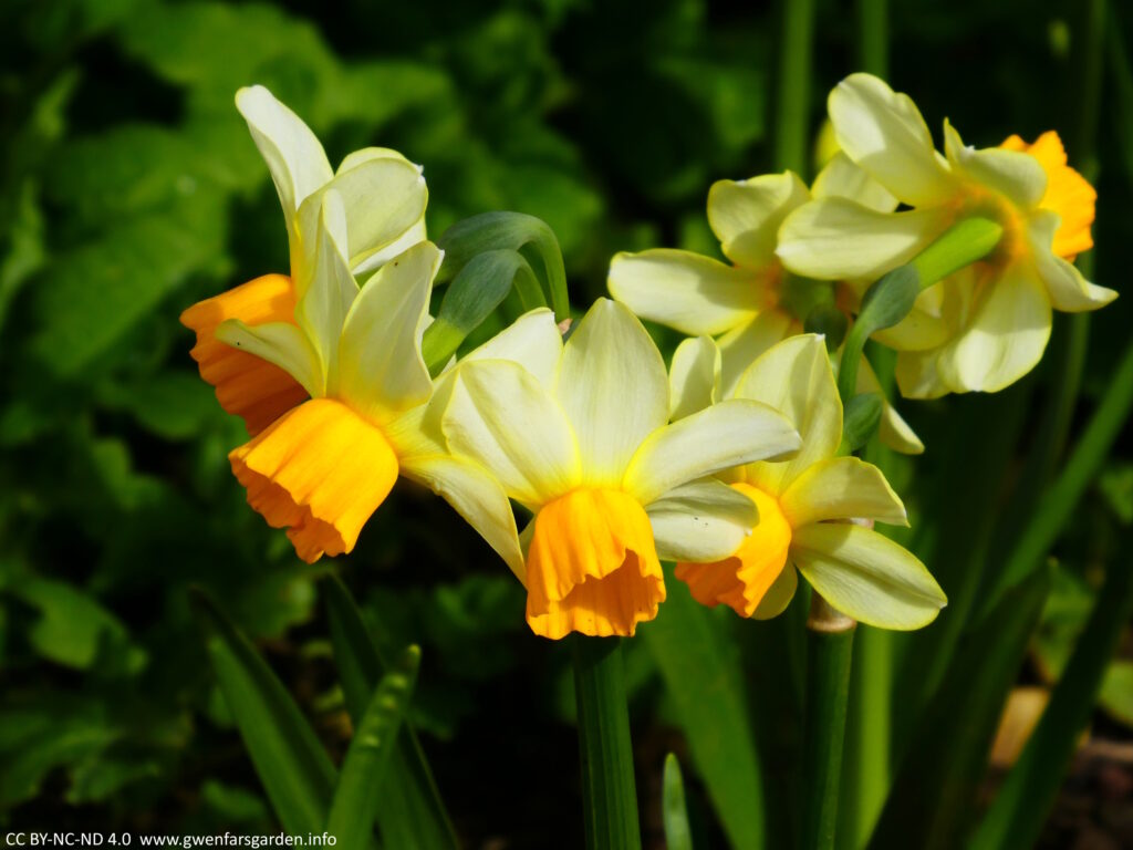 Several small flowers of N. Eaton Song, coming from a couple of stems. The petals are yellow-white and are flushed back from the orange trumpet in the middle.