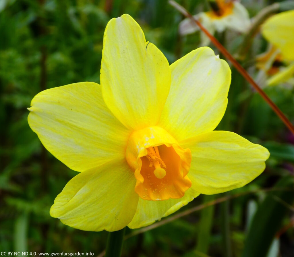 One larger daffodil of N. Mother Duck, with an orange trumpet, and the petals bright yellow but with some whiter shading too.