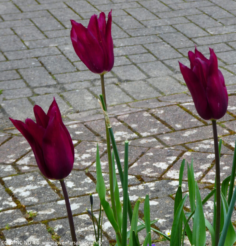 Three maroon tulips of Tulip 'Purple Heart', kind of the shape of flute wine glasses.