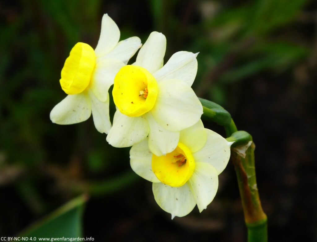 Three small cream and white N. Minnow flowers coming from the same stem.