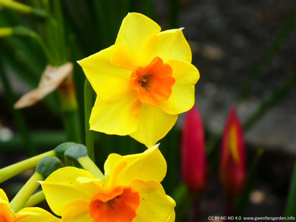 A small N. Golden Dawn flower that is kind of star shaped, yellow with an orange trumpet in the middle.