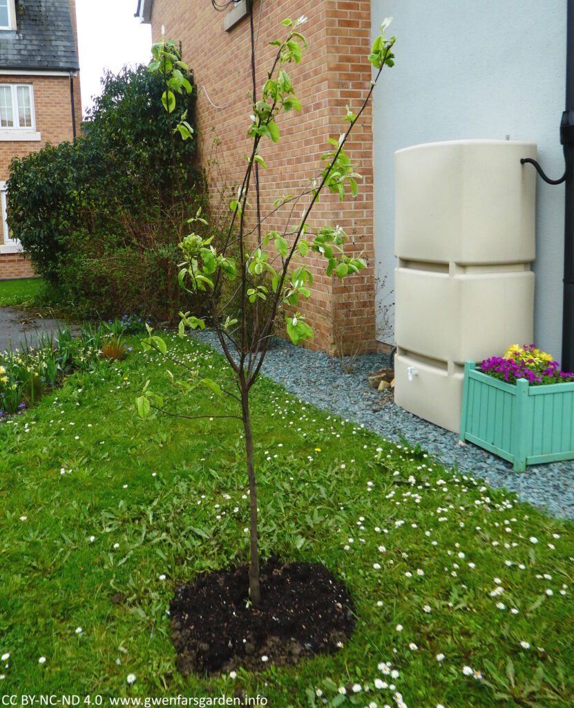 A young fruit tree just planted with new leaves emerging. To the right is the large water butt.