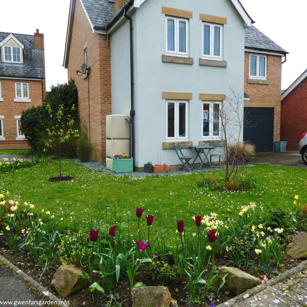 The front garden from a different angle. You can see the first maroon tulips flowering, as well as lots of daffidols.