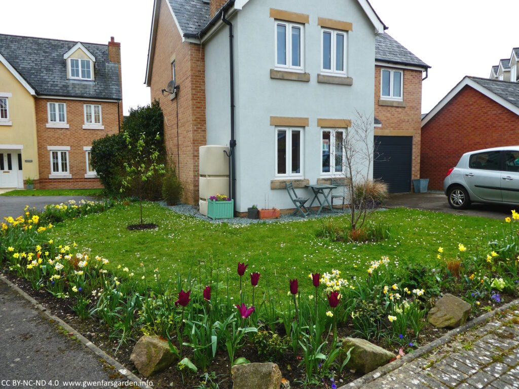 The front garden from a different angle. You can see the first maroon tulips flowering, as well as lots of daffidols.