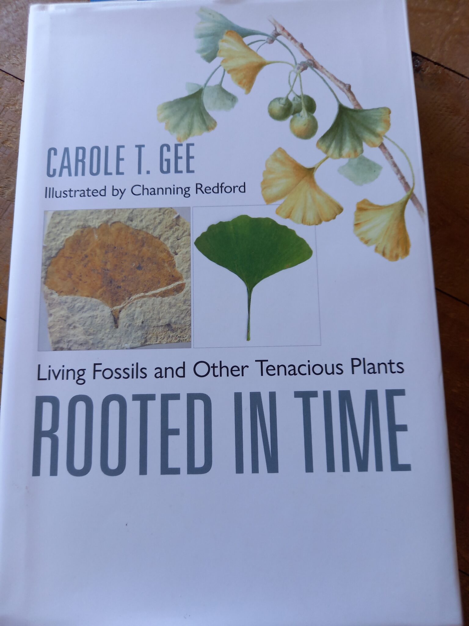The front cover of the book: Rooted in Time - Living Fossils and Other Tenacious Plants. It includes a fossilised Gingko leaf and a sketch of a small branch of Gingko leaves with a couple of fruits.
