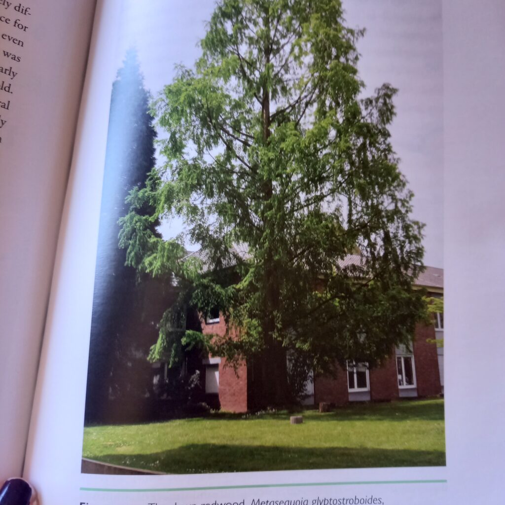 A photo of page 165 of the book Rooted in Time, of a Metasequioa tree that was planted in 1963 at the University of Bonn, Germany.