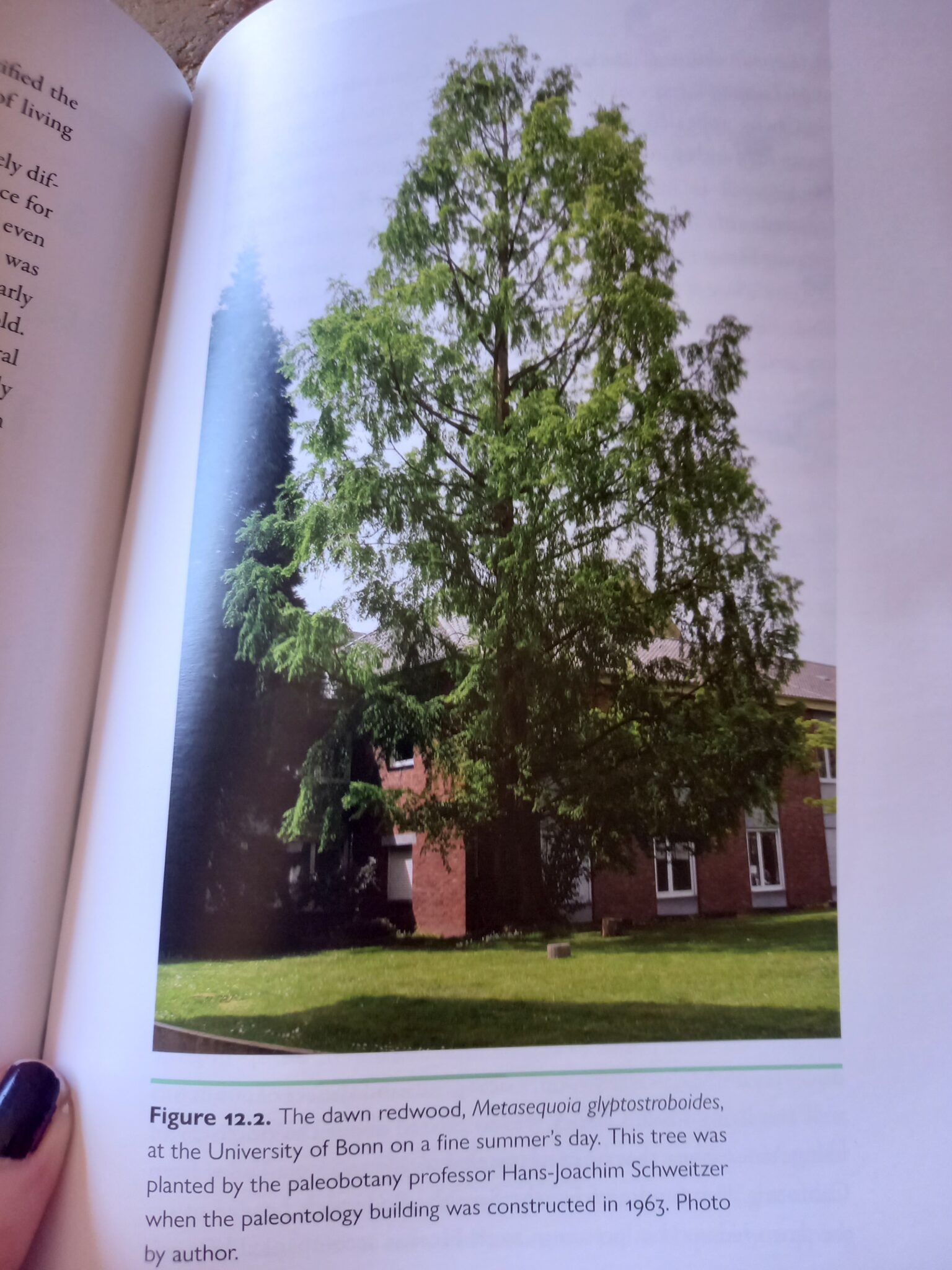 A photo of page 165 of the book Rooted in Time, of a Metasequioa tree that was planted in 1963 at the University of Bonn, Germany.