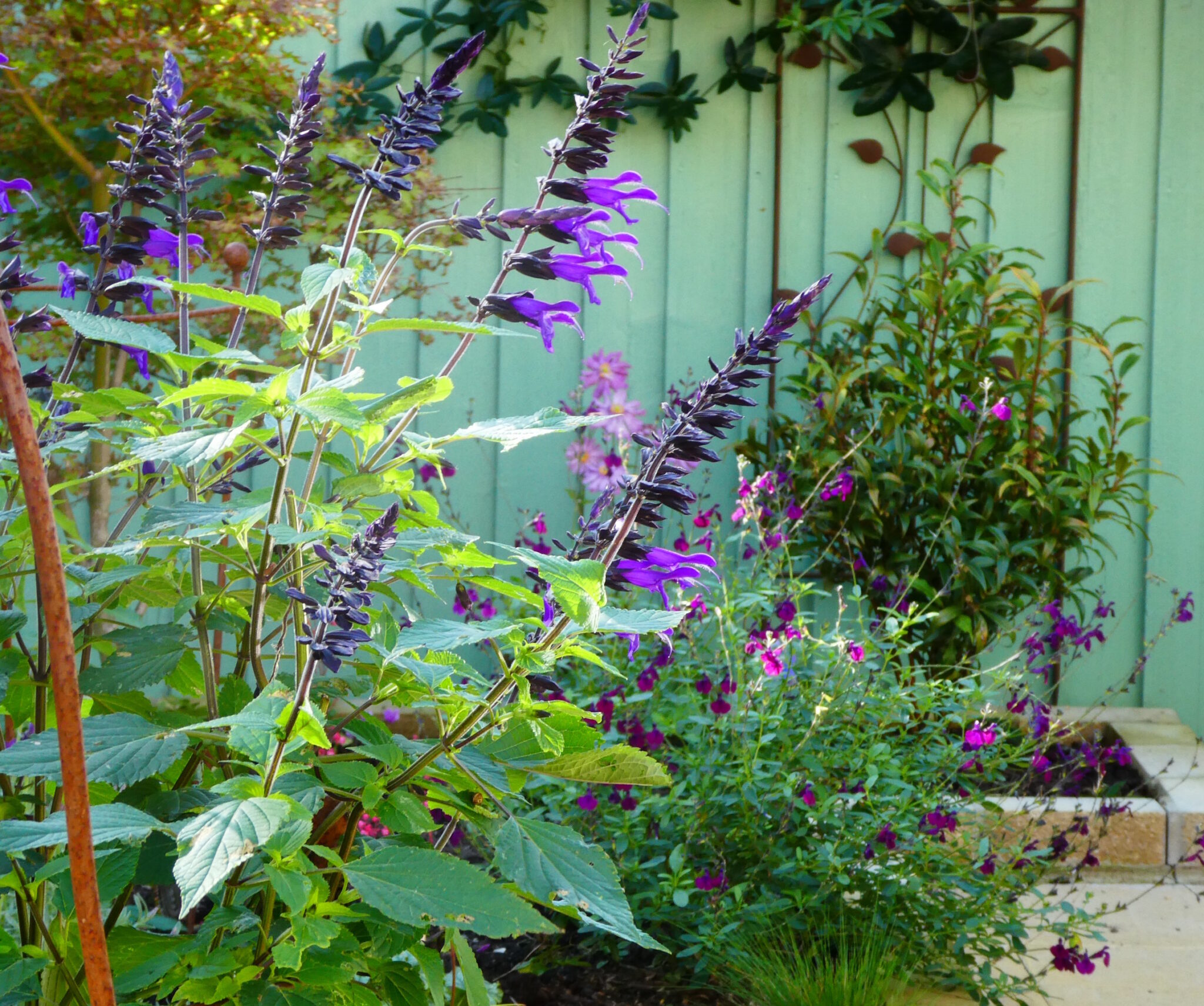 Three plants, the first with blue flowers, the second with purple flowers and third with magenta-purple flowers.