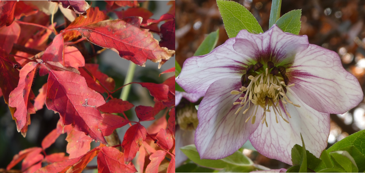 On the left is the autumn red leaves of Acer griseum. On the right is a single flower of the hellebore, which is white with pink veins on the petals.