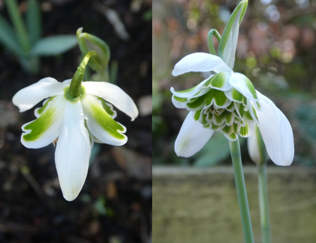 Two photos of the galanthus. On the left is looking at a single flower from above, where you can see the white outer petals, some with green markings. On the right is looking up inside the flower, with several rows of green and white petals.