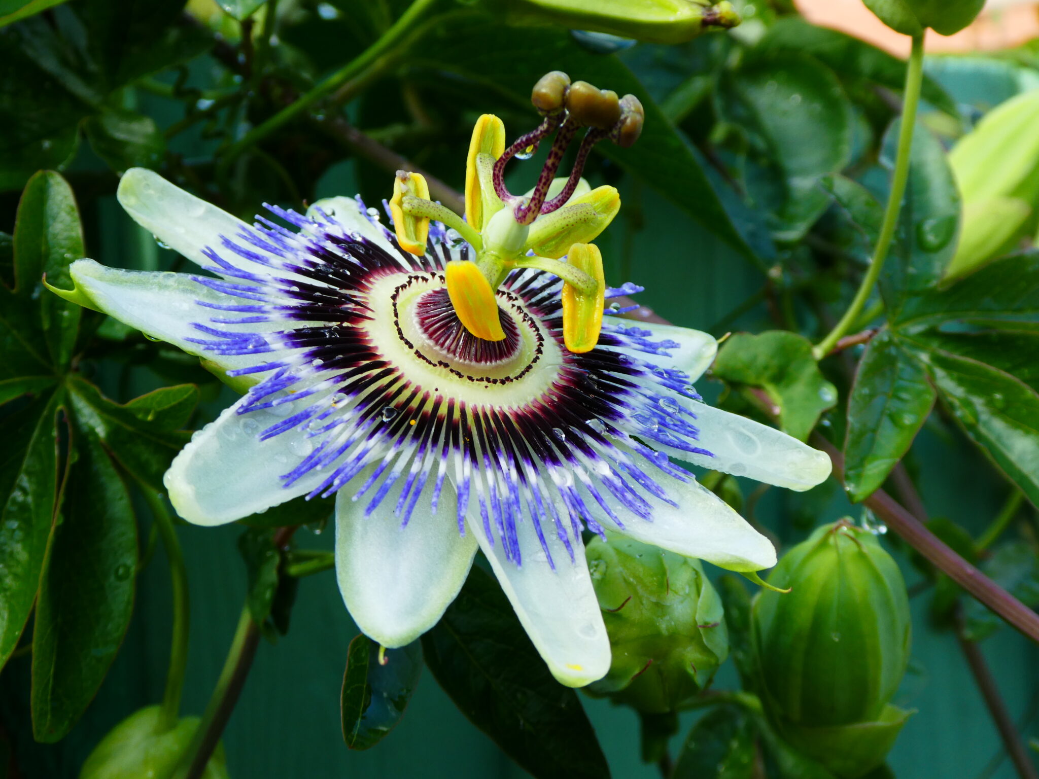 A large flower, the size of your hand span, facing towards the right. The outer petals are white, and then it has lots of purple and blue coronal filaments that really add the wow factor. It then has yellow-green stamens, then purplish dotted small stems leading to the three dark yellow pistols meeting in the middle.