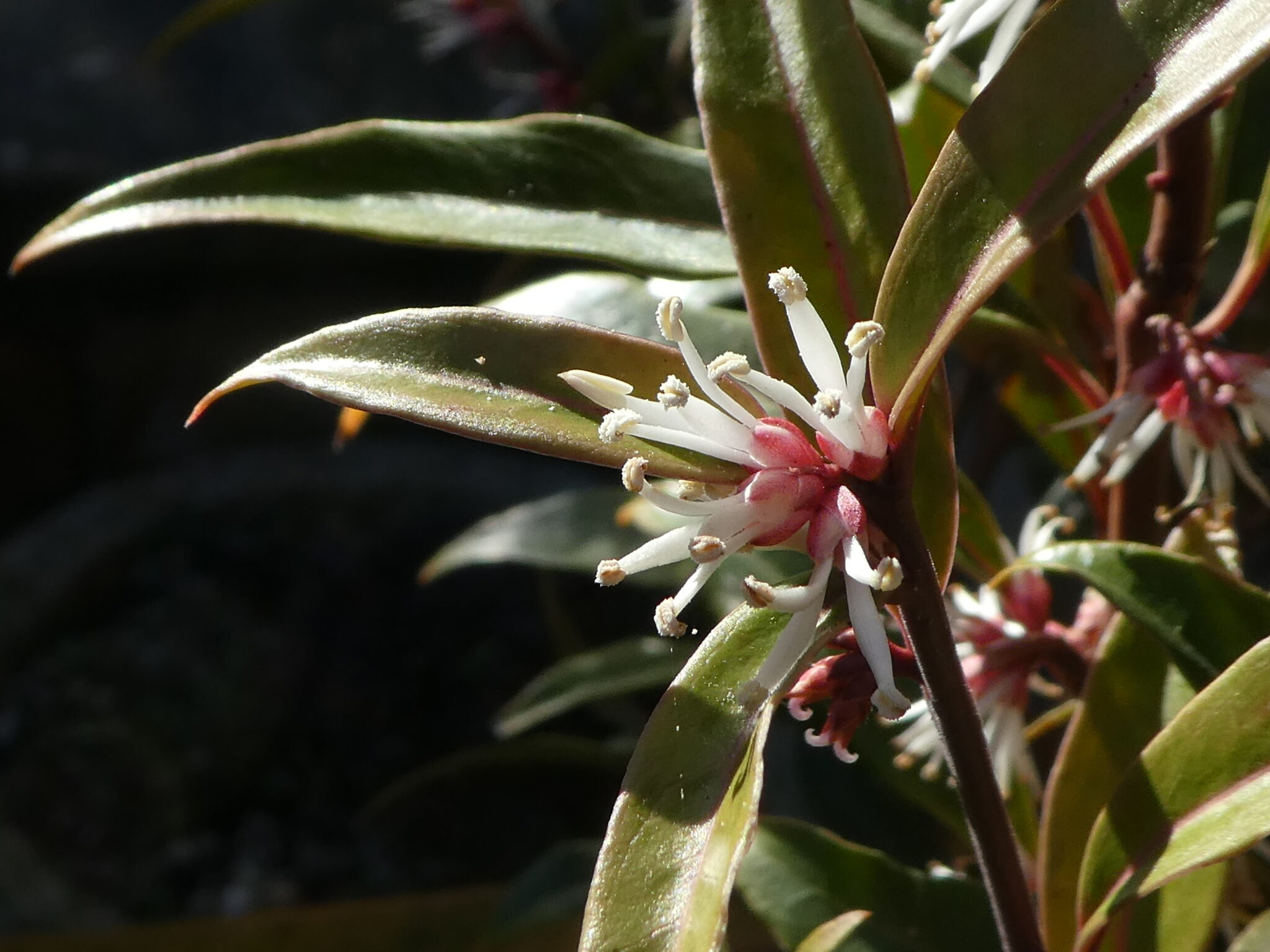 A cluster of the white flowers amongst the greenish-red long slender leaves.