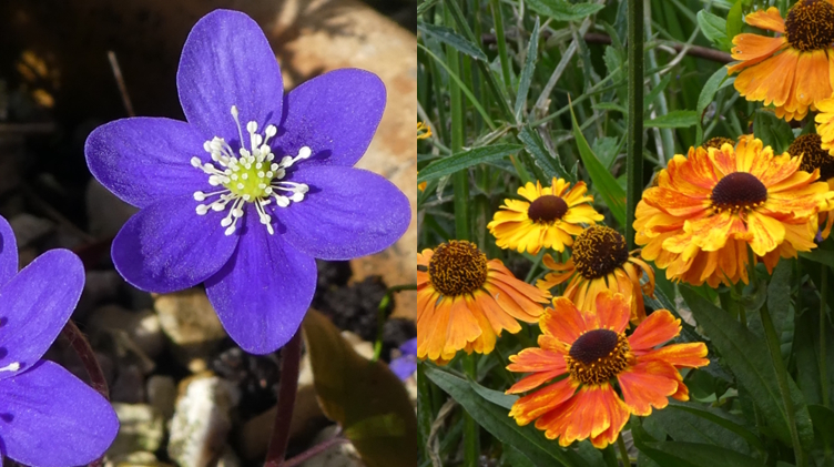 On the left is a cobalt blue flower Hepatica, and right is several orange and yellow flowers of the Helenium.