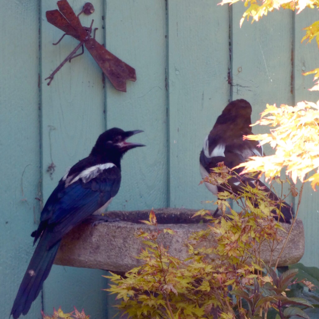 Two magpies on a bird bath. The one on the left looks like it's screaming at the parent, who is on the right and looking away.