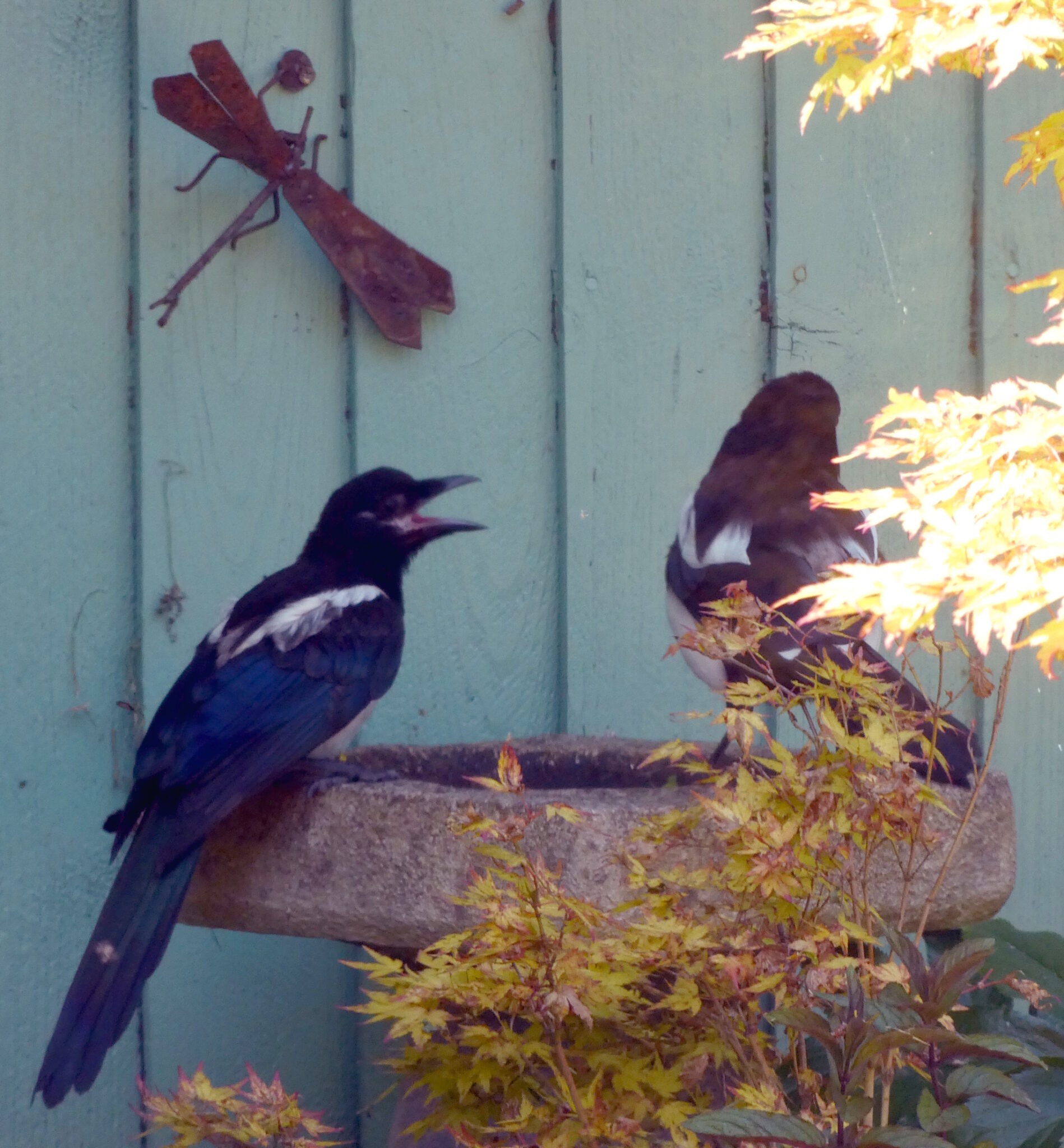 Two magpies on a bird bath. The one on the left looks like it's screaming at the parent, who is on the right and looking away.