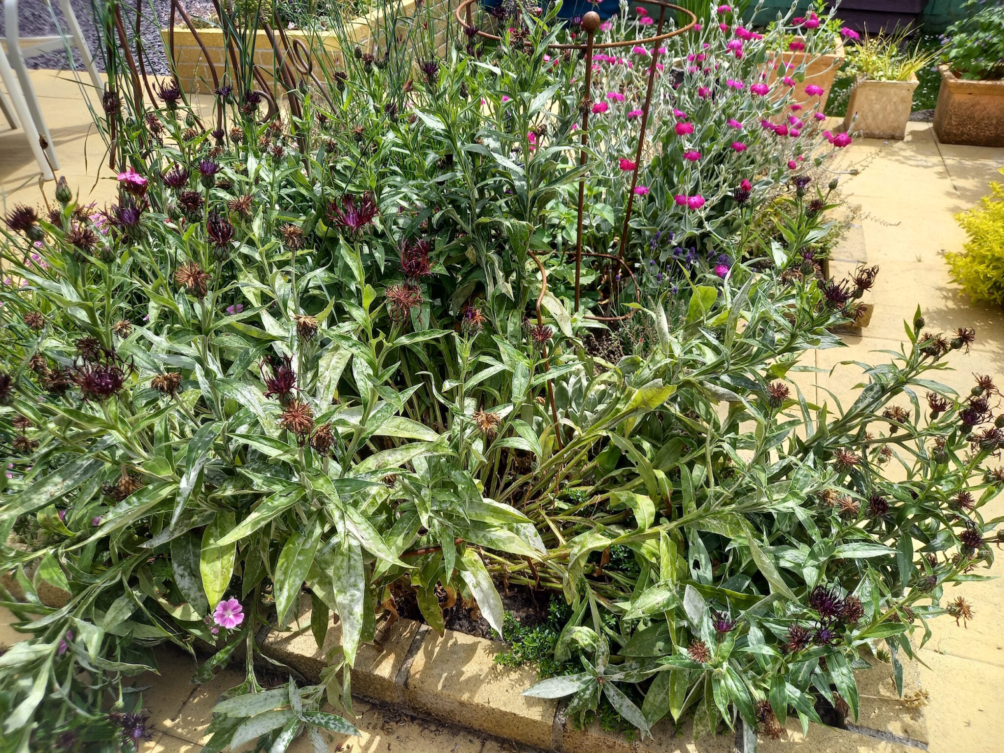 A plant with lots of thick stems falling over, and with lots of dead flowers needing removing. It looks messy.